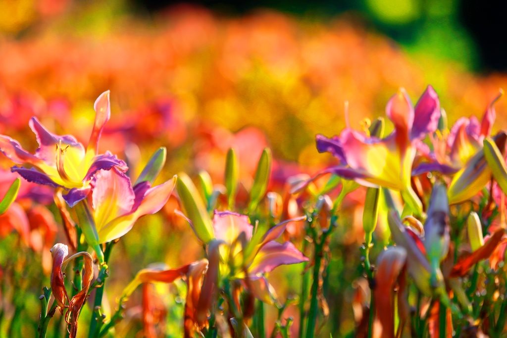 lillies lillies