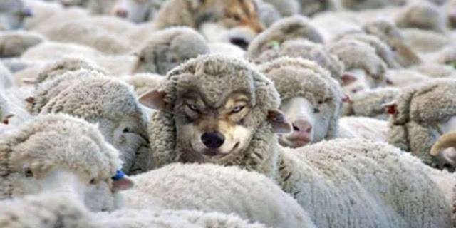 Wolves Wolves